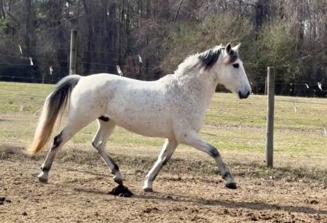 HorseID: 2316587 Gandalf - PhotoID: 1103115