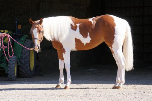 HorseID: 2316589 Simon's Special Lady - PhotoID: 1103123