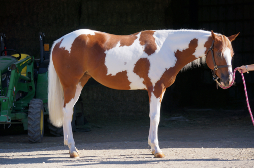 HorseID: 2316589 Simon's Special Lady - PhotoID: 1103124