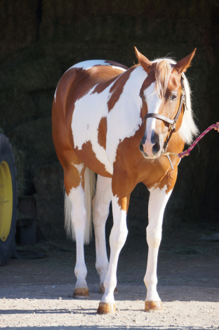 HorseID: 2316589 Simon's Special Lady - PhotoID: 1103125