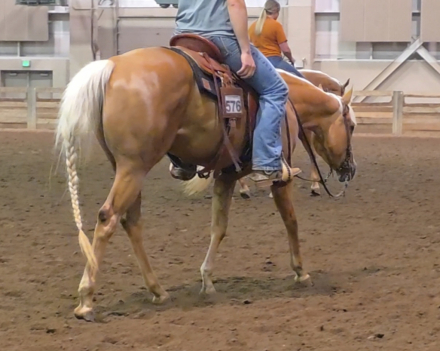 HorseID: 2316590 LIGHTSKIRT LADY - PhotoID: 1103127