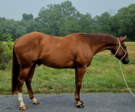 HorseID: 2316591 SORTA SPARKIN - PhotoID: 1103117