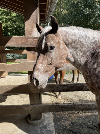 HorseID: 2316598 Pep N Pop's Chia Starburst Fancy Pants - PhotoID: 1103131