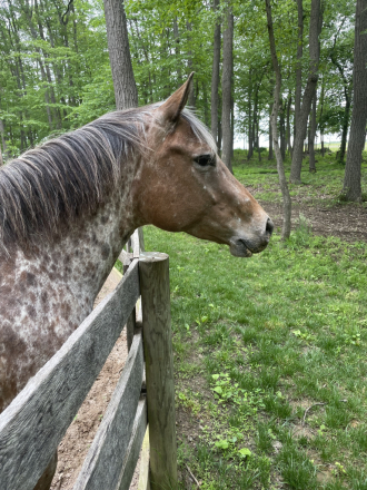HorseID: 2316598 Pep N Pop's Chia Starburst Fancy Pants - PhotoID: 1103133