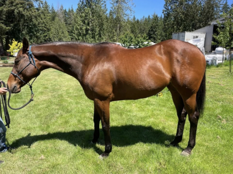 HorseID: 2316599 Can’tHelpFallin - PhotoID: 1103135