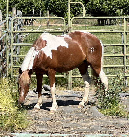 HorseID: 2316600 Susie - PhotoID: 1103040