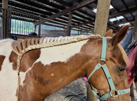 HorseID: 2316600 Susie - PhotoID: 1103041
