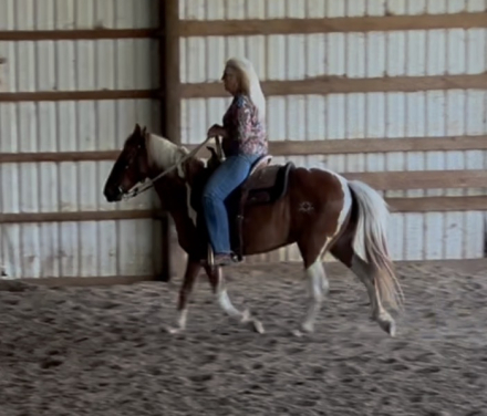 HorseID: 2316600 Susie - PhotoID: 1103042