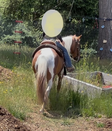 HorseID: 2316600 Susie - PhotoID: 1103043