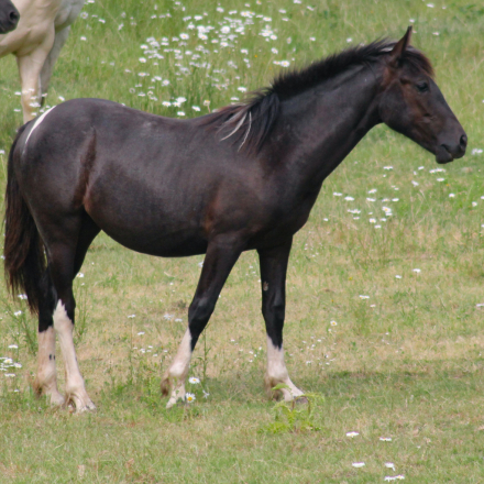 HorseID: 2316603 WT Freya's Magic Dust - PhotoID: 1103136