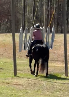 HorseID: 2316605 Chance - PhotoID: 1103268