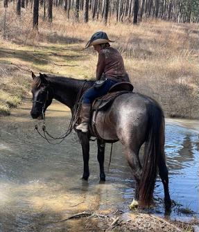 HorseID: 2316605 Chance - PhotoID: 1103271