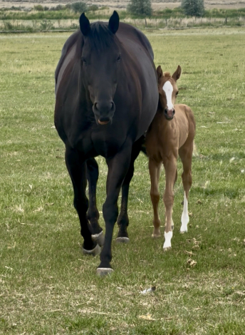 HorseID: 2316611 PF Ima Hot Babe - PhotoID: 1103142