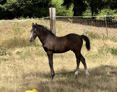 HorseID: 2316616 Willow and Tornado - PhotoID: 1103144