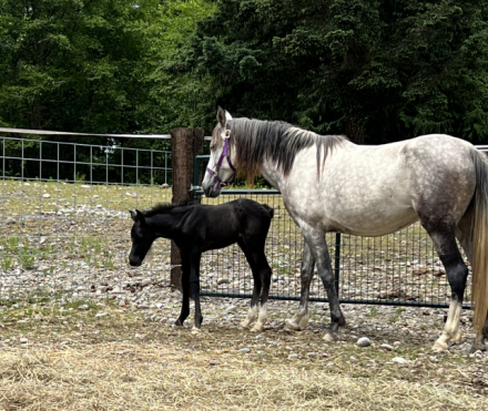 HorseID: 2316616 Willow and Tornado - PhotoID: 1103145