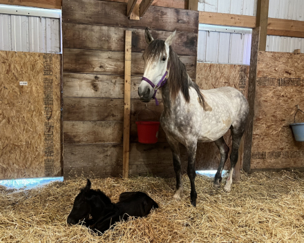 HorseID: 2316616 Willow and Tornado - PhotoID: 1103146