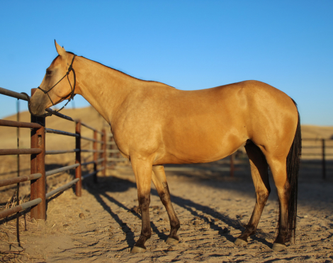 HorseID: 2316621 Shezadual Cashnhoney - PhotoID: 1103156