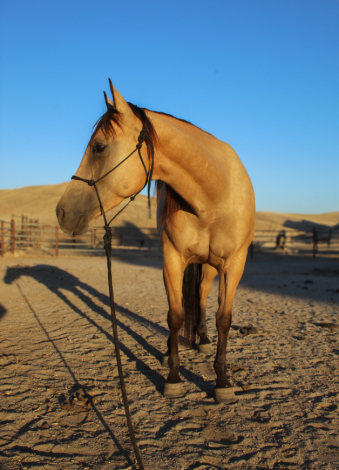 HorseID: 2316621 Shezadual Cashnhoney - PhotoID: 1103157