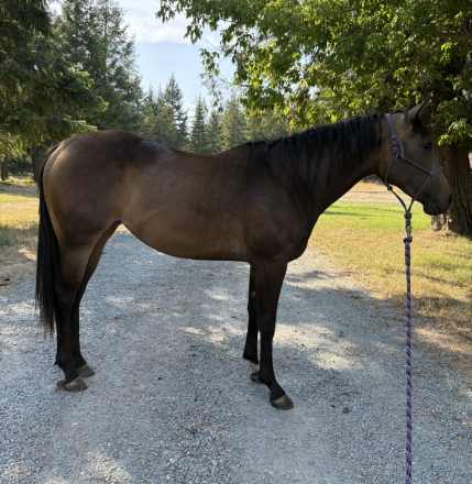 HorseID: 2316622 Foxy Streakin Lady - PhotoID: 1103159
