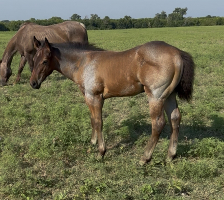 HorseID: 2316625 FanFlinginTastic - PhotoID: 1103231