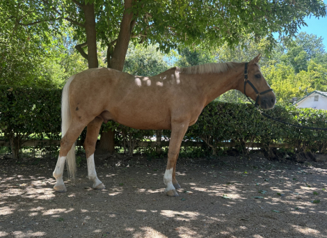 HorseID: 2316626 Jin Van de Ark - PhotoID: 1103161