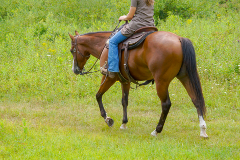 HorseID: 2316628 Trashin In Cashmere - PhotoID: 1103163