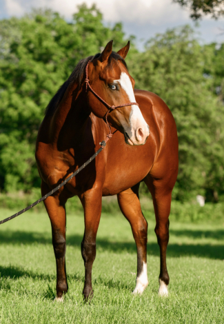 HorseID: 2316628 Trashin In Cashmere - PhotoID: 1103164