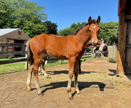 HorseID: 2316632 Dew Drop MEC - PhotoID: 1103276
