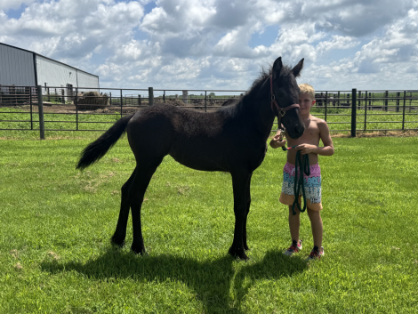 HorseID: 2316637 Indie - PhotoID: 1103192
