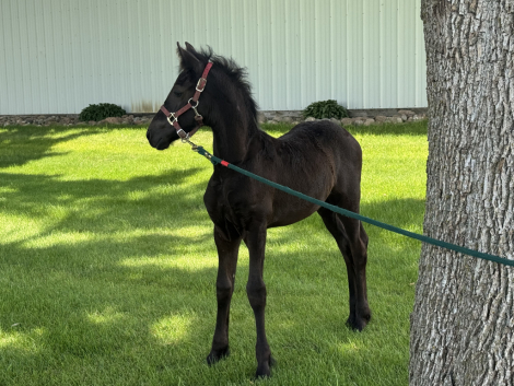 HorseID: 2316637 Indie - PhotoID: 1103193