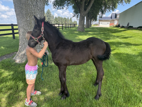 HorseID: 2316637 Indie - PhotoID: 1103194