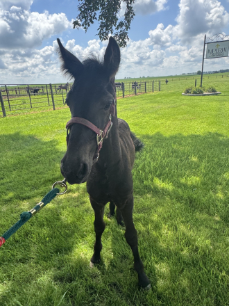 HorseID: 2316637 Indie - PhotoID: 1103195