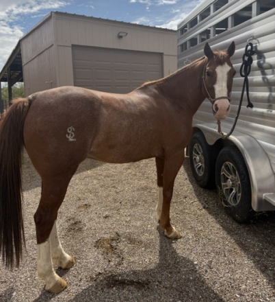HorseID: 2316644 Ezzy Stylin Cat - PhotoID: 1103178