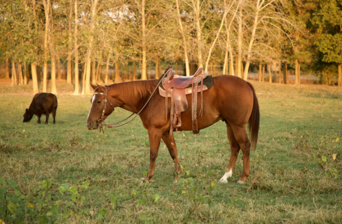 HorseID: 2316645 Oscar - PhotoID: 1103180