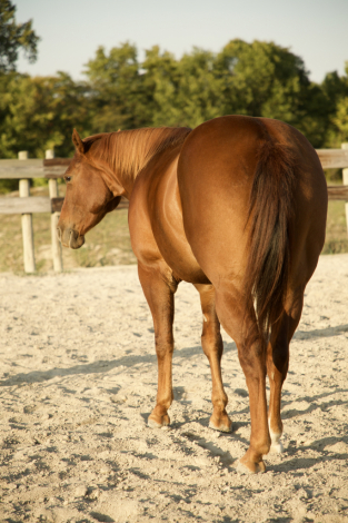 HorseID: 2316645 Oscar - PhotoID: 1103181