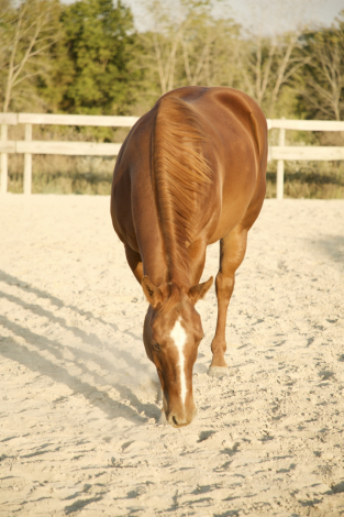 HorseID: 2316645 Oscar - PhotoID: 1103182