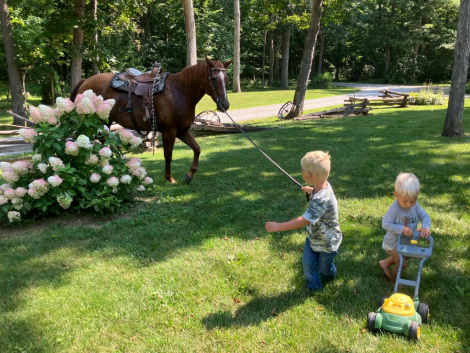 HorseID: 2316645 Oscar - PhotoID: 1103183