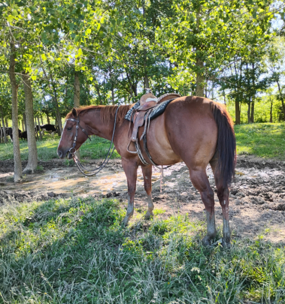 HorseID: 2316645 Oscar - PhotoID: 1103184