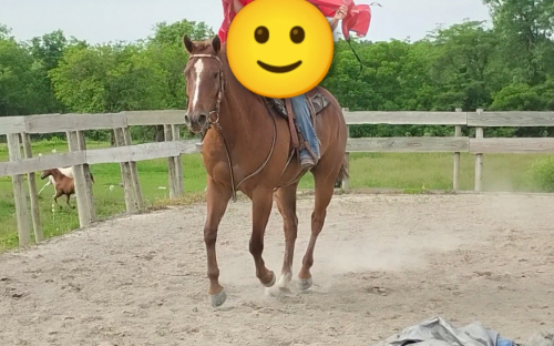HorseID: 2316645 Oscar - PhotoID: 1103185