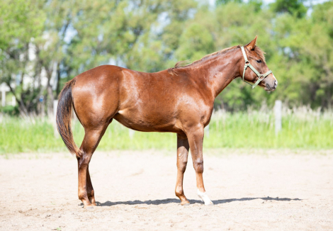 HorseID: 2316647 Honey Im Lopin - PhotoID: 1103186