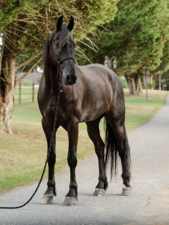 HorseID: 2316649 HILLTOP RAKKER JR - PhotoID: 1103187