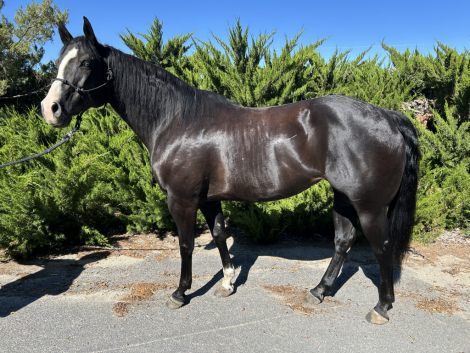 HorseID: 2316651 Bilt Genuine Spotless - PhotoID: 1103188