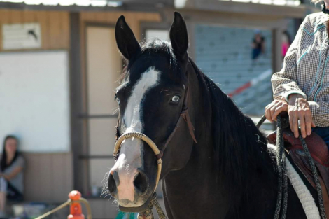 HorseID: 2316651 Bilt Genuine Spotless - PhotoID: 1103189