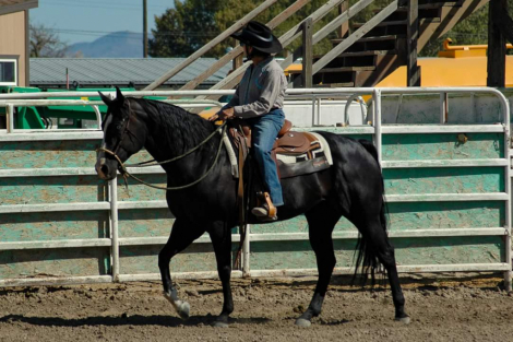 HorseID: 2316651 Bilt Genuine Spotless - PhotoID: 1103190