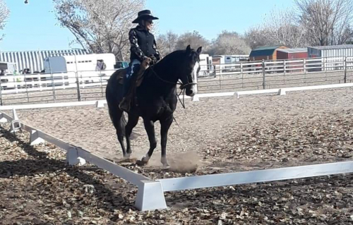 HorseID: 2316651 Bilt Genuine Spotless - PhotoID: 1103191