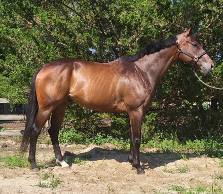 HorseID: 2316657 King shark - PhotoID: 1103198