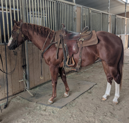 HorseID: 2316660 Dudes A Genuine Sport - PhotoID: 1103203