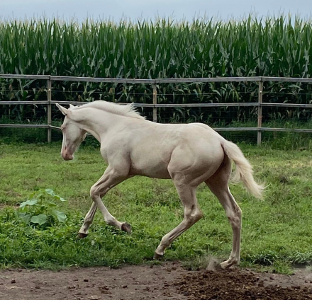 HorseID: 2316663 Himmlischer Blitz FLF - PhotoID: 1103216