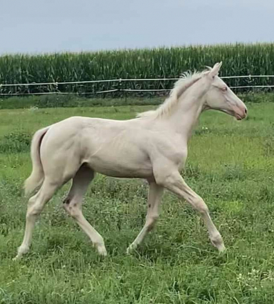 HorseID: 2316663 Himmlischer Blitz FLF - PhotoID: 1103217