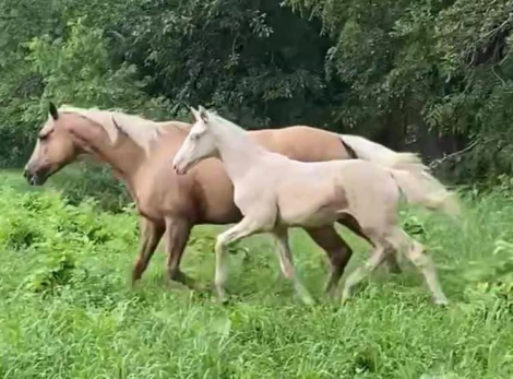 HorseID: 2316663 Himmlischer Blitz FLF - PhotoID: 1103218